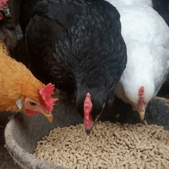 Poultry Feed